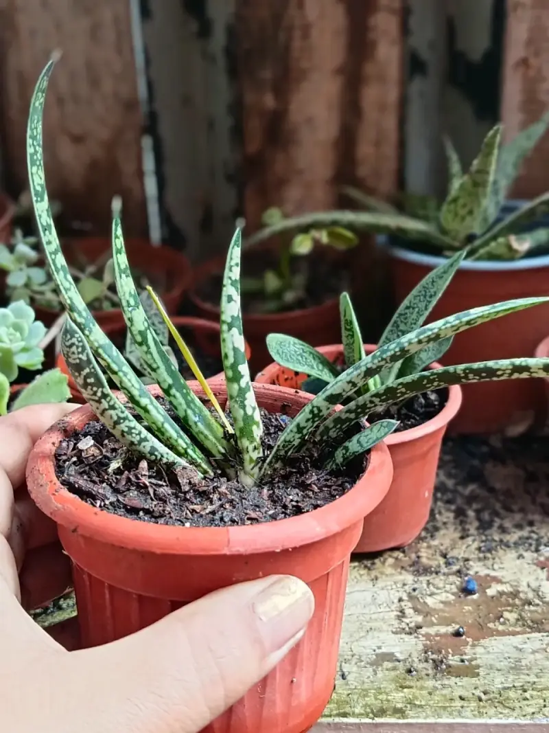 Plantas sultidas - 2