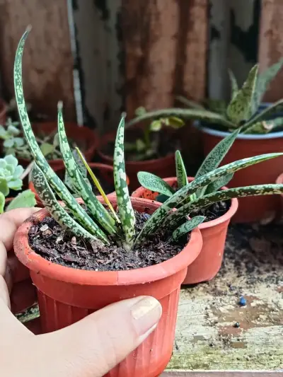 Plantas  sultidas - miniatura 2