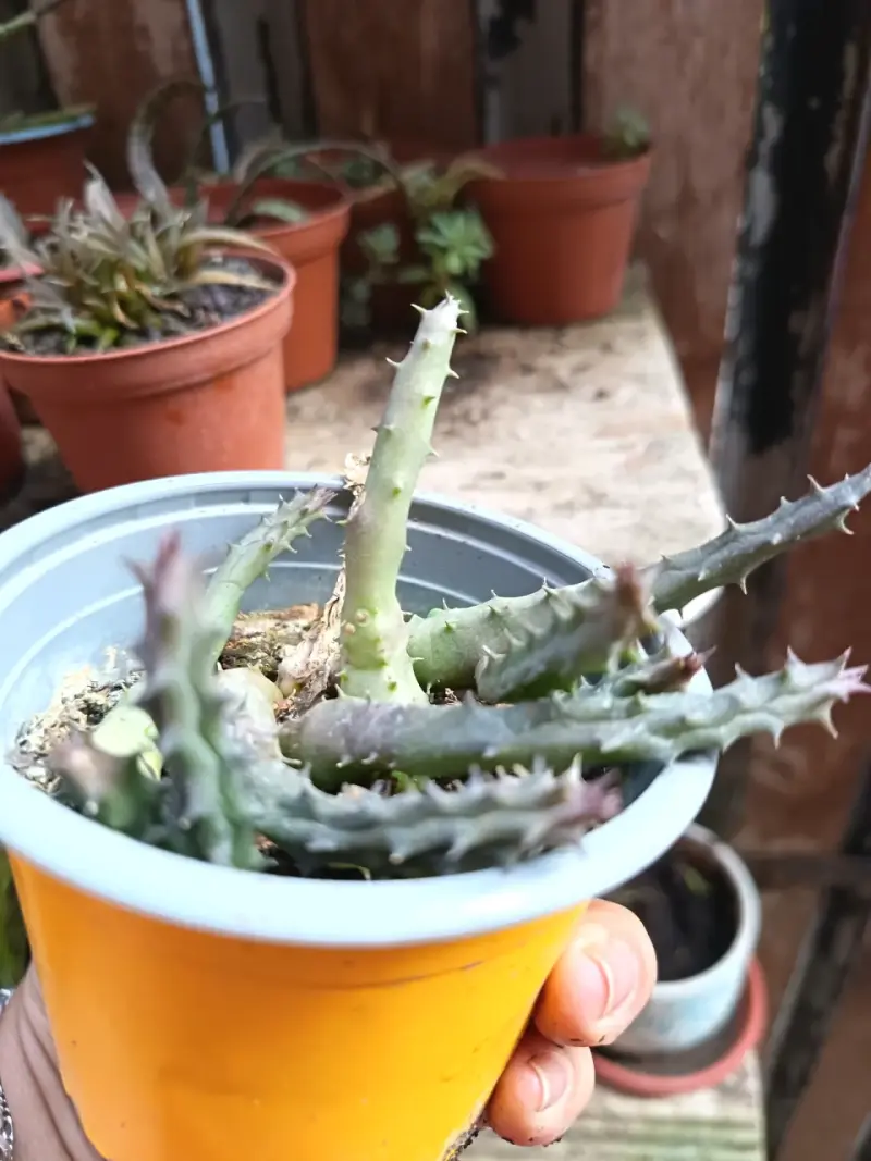 Plantas sultidas - 3