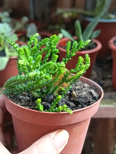 Plantas  sultidas - miniatura 4