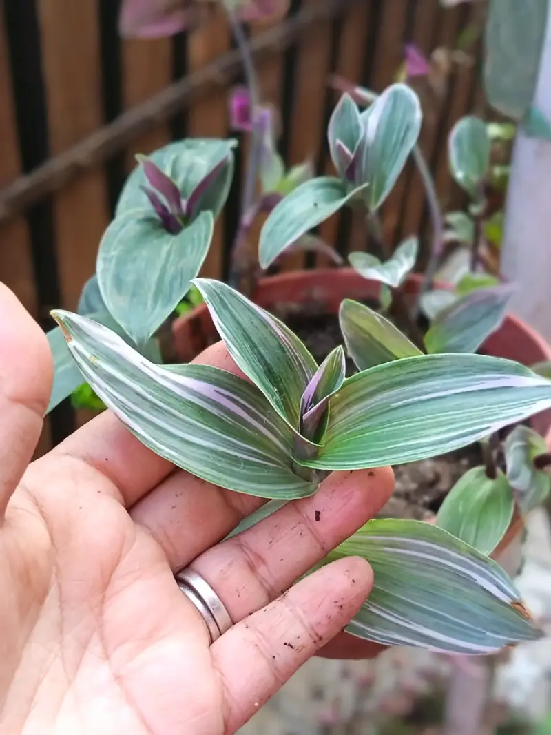 Plantas sultidas - 5