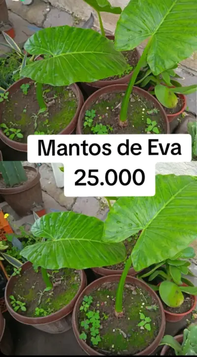Planta Manto de Eva en Maceta - miniatura 1