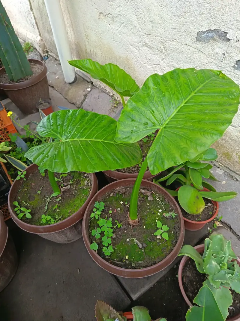 Planta Manto de Eva en Maceta - 2