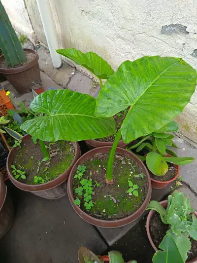 Planta Manto de Eva en Maceta - miniatura 2