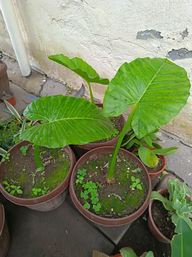 Planta Manto de Eva en Maceta - 3