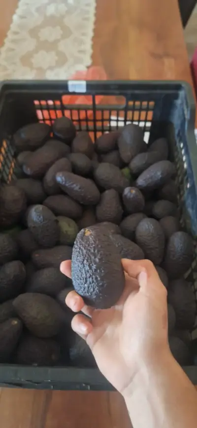 Palta hass - miniatura 1