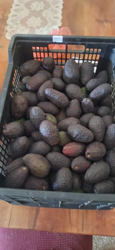 Palta hass - miniatura 2