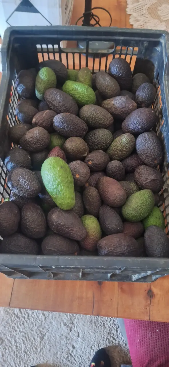 Palta hass - 3
