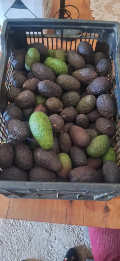 Palta hass - miniatura 3