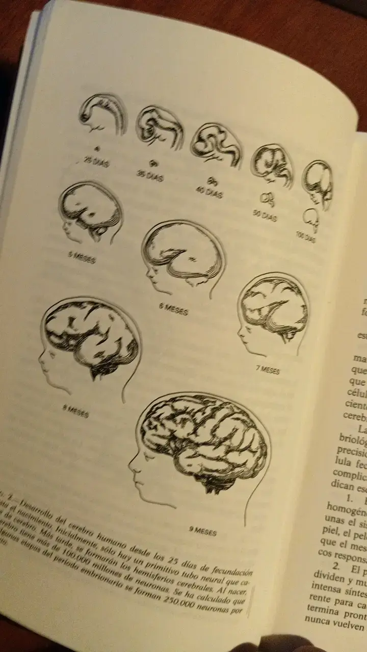 Libro 'Sacale Partido a Tu Cerebro' de Néstor Braidot - 5