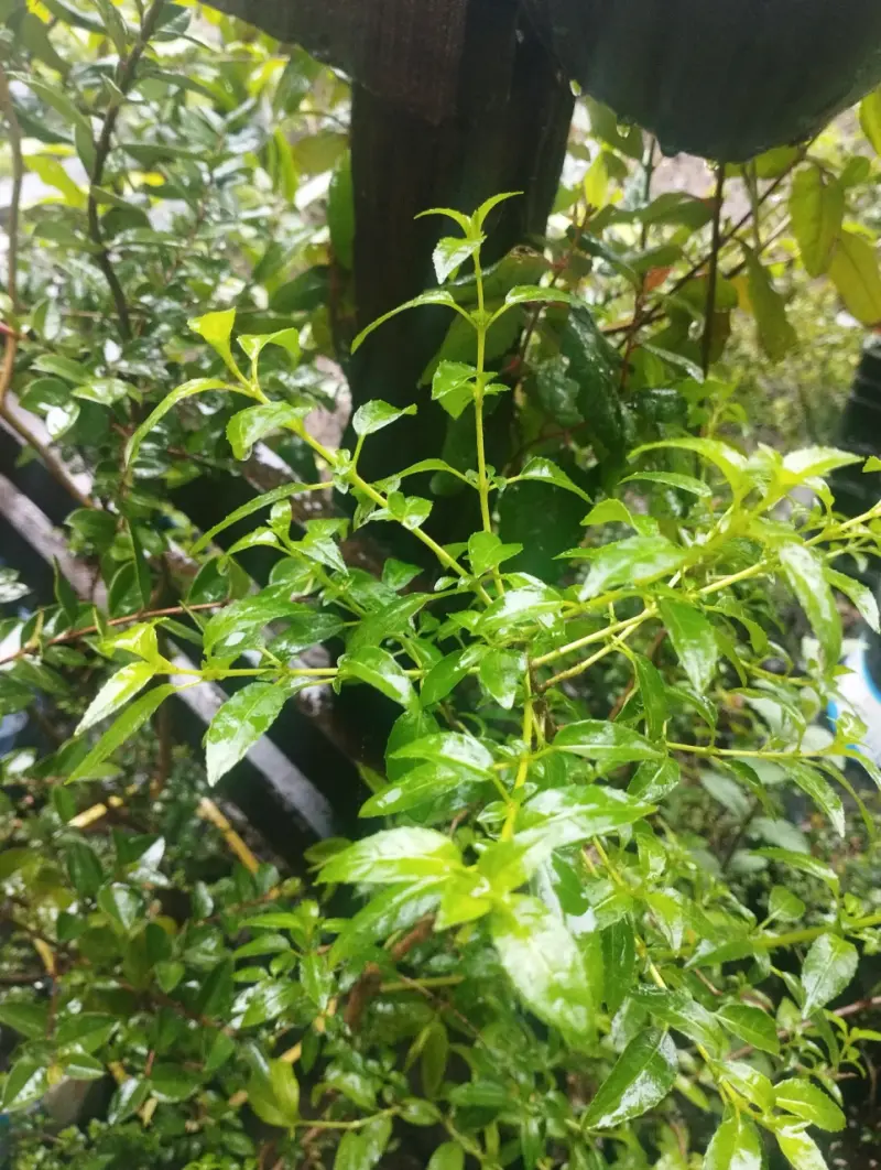 Plantas de Jardín en Macetas Variadas - 3