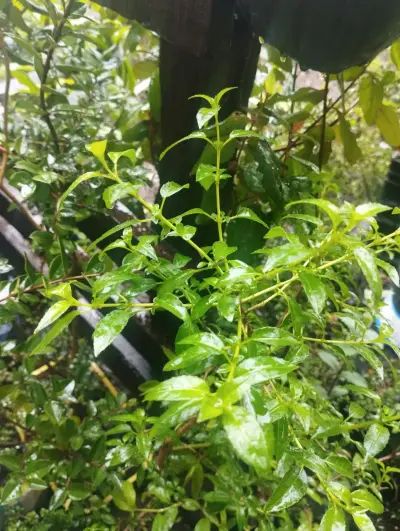 Plantas de Jardín en Macetas Variadas - miniatura 3