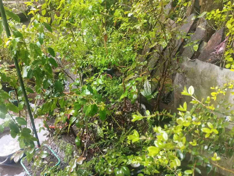 Plantas de Jardín en Macetas Variadas - 4