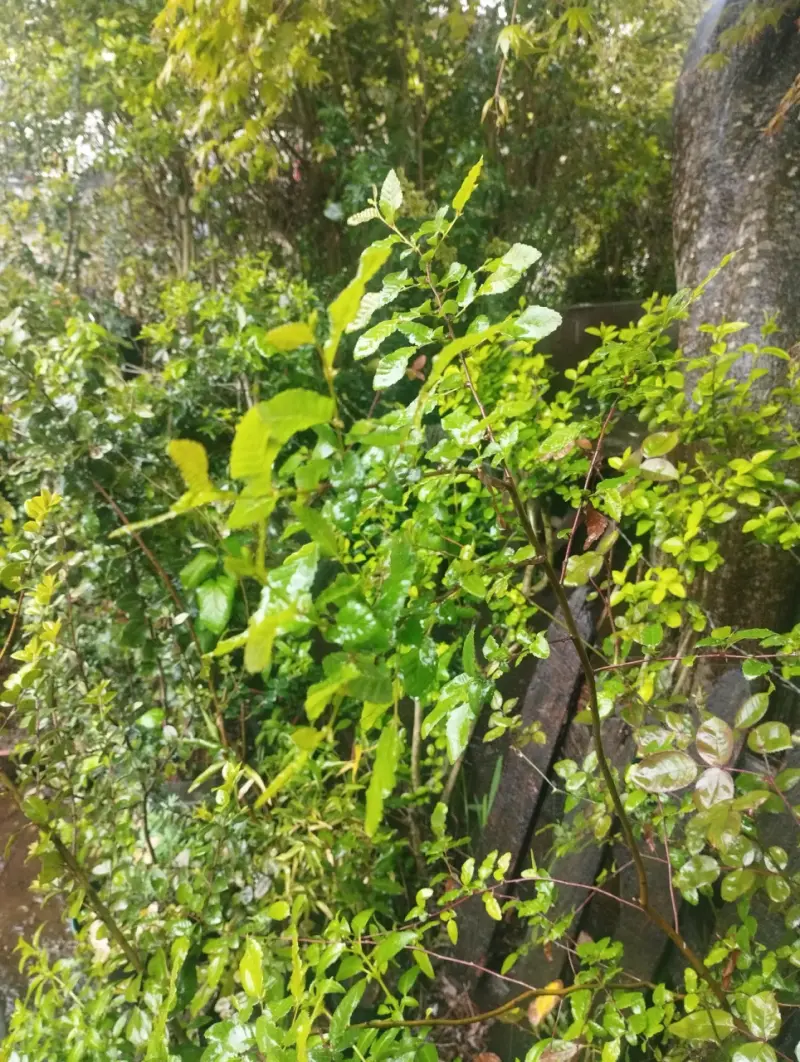 Plantas de Jardín en Macetas Variadas - 7