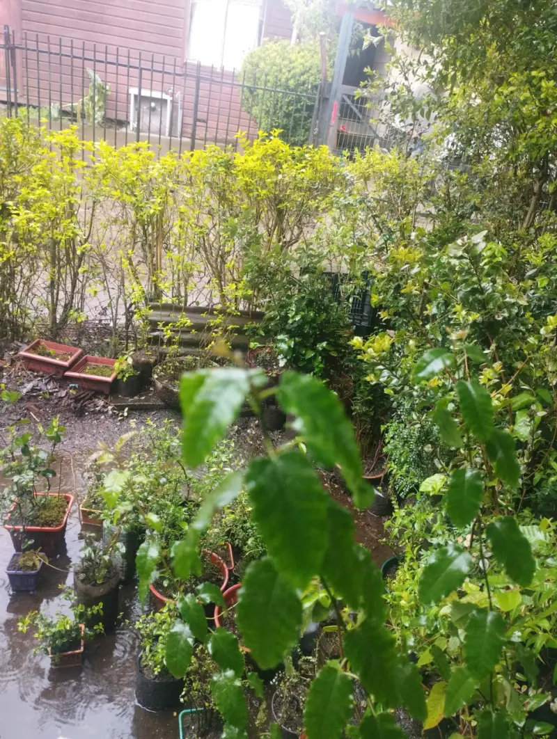 Plantas de Jardín en Macetas Variadas - 8