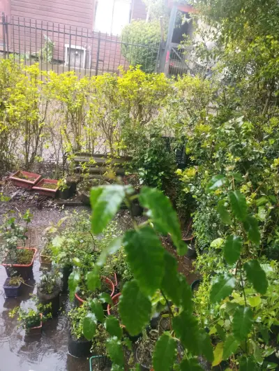 Plantas de Jardín en Macetas Variadas - miniatura 8