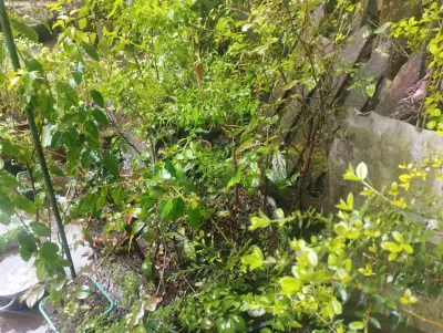 Plantas de Jardín en Macetas Variadas - miniatura 9