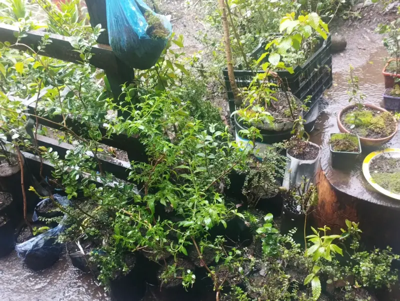 Plantas de Jardín en Macetas Variadas - 10