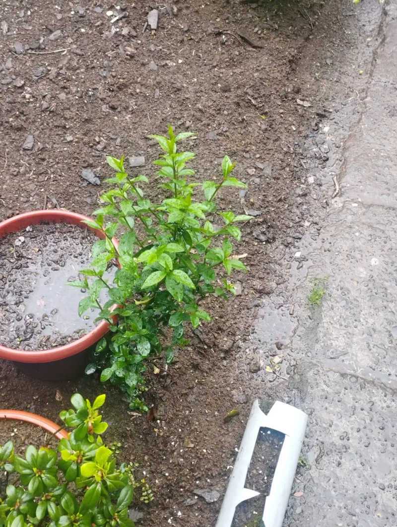 Plantas de Jardín en Macetas Variadas - 11