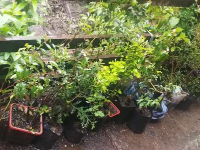Plantas de Jardín en Macetas Variadas - miniatura 12