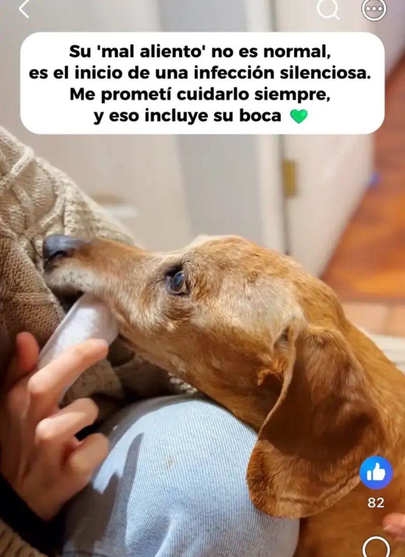 Toallitas de Limpieza Dental para Mascotas 50 Unidades - 3