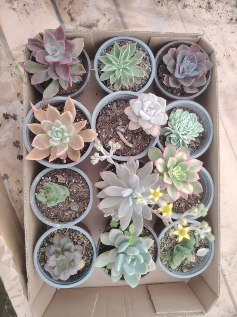 Colección de suculentas variadas en macetas - 1