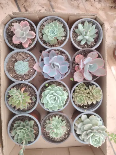 Colección de suculentas variadas en macetas - miniatura 2