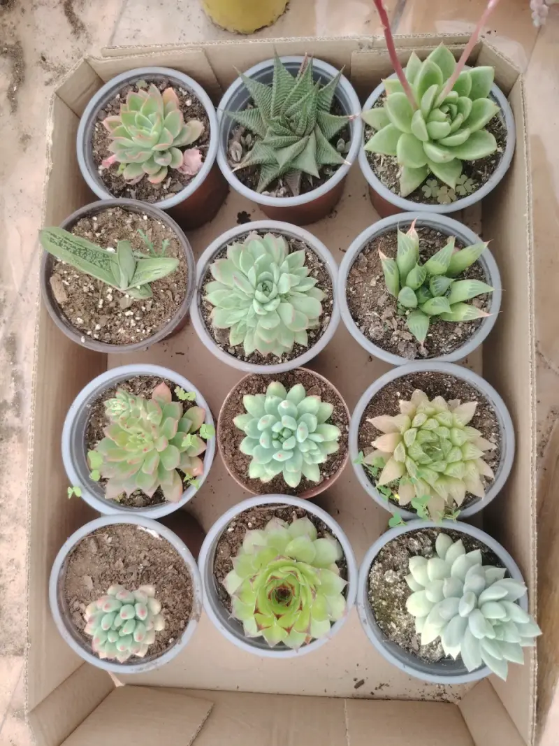 Colección de suculentas variadas en macetas - 3