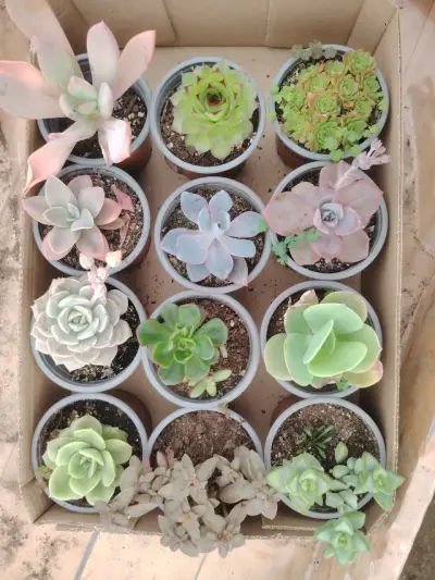 Colección de suculentas variadas en macetas - miniatura 4