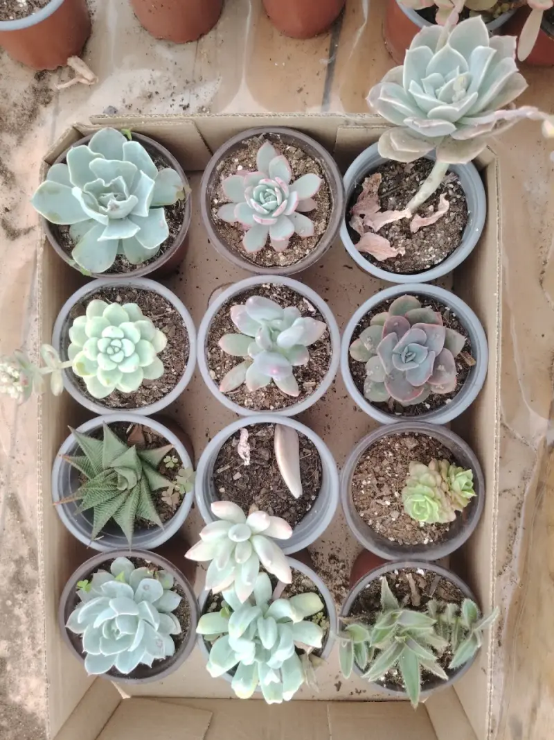 Colección de suculentas variadas en macetas - 5