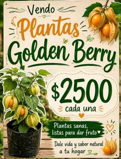 Plantas Golden Berry listas para dar fruto - miniatura 1