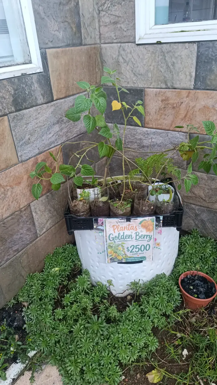 Plantas Golden Berry listas para dar fruto - 2