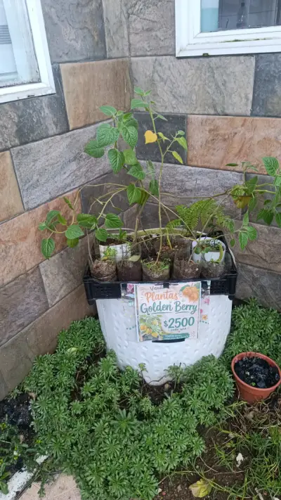 Plantas Golden Berry listas para dar fruto - miniatura 2