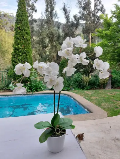 Orquídea blanca en maceta decorativa - miniatura 1
