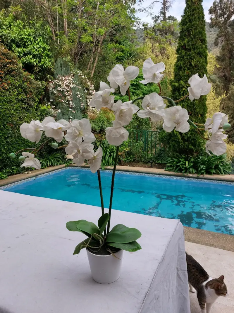 Orquídea blanca en maceta decorativa - 2