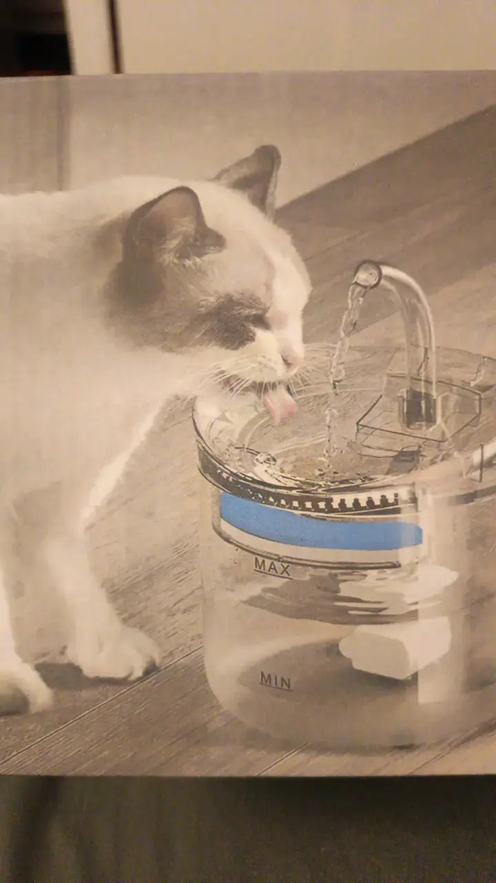 Fuente de agua para mascotas transparente - 2