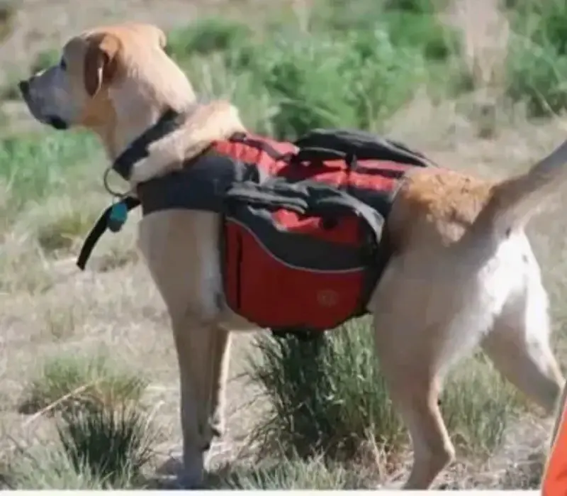 Mochila para perro H&C roja y negra - 2