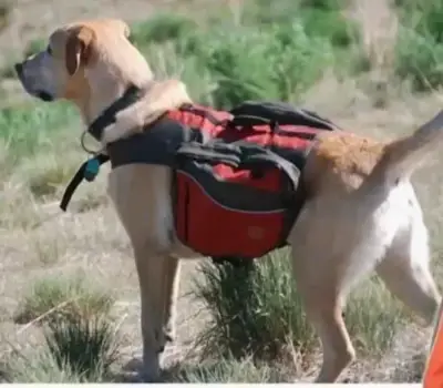 Mochila para perro H&C roja y negra - miniatura 2