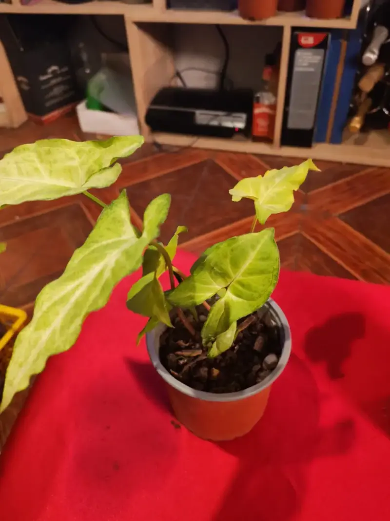 Planta de interior Syngonium en maceta - 1