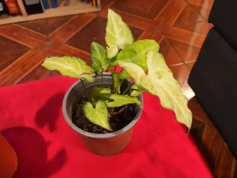 Planta de interior Syngonium en maceta - 2