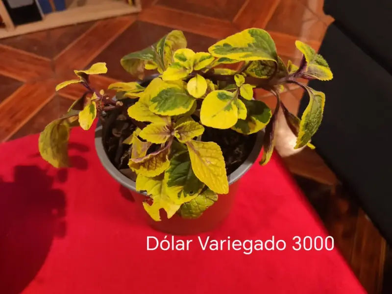 Planta Dólar Variegado en Maceta
