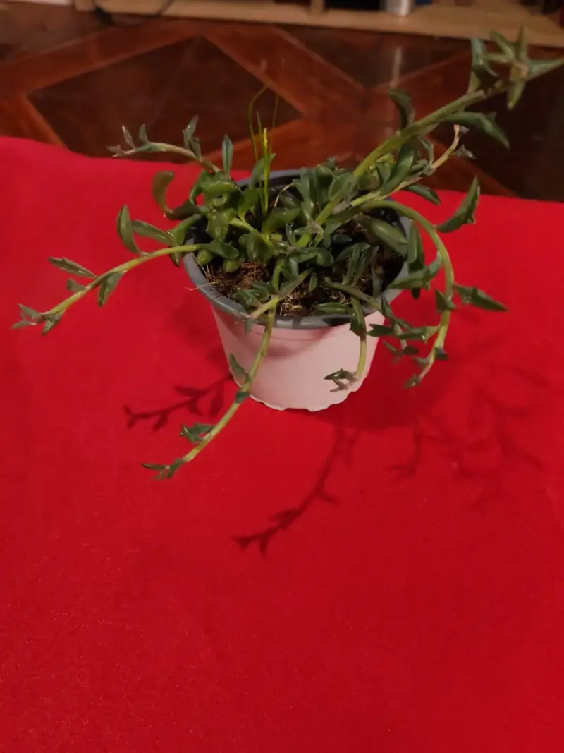 Planta suculenta en maceta pequeña ( DELFIN)