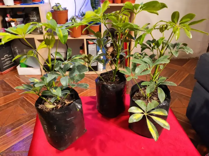 Plantas Schefflera en macetas de cultivo