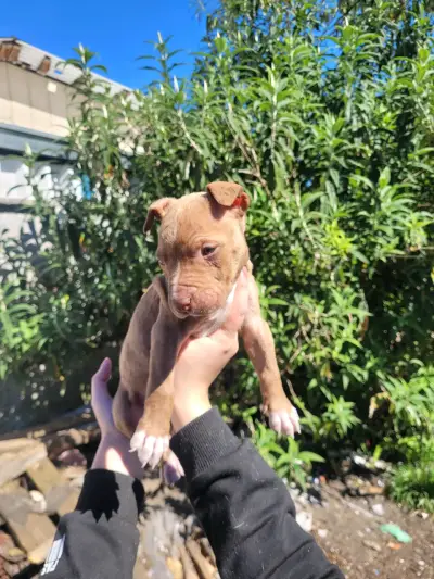 Cachorro Pitbull Terrier marrón atigrado - miniatura 1