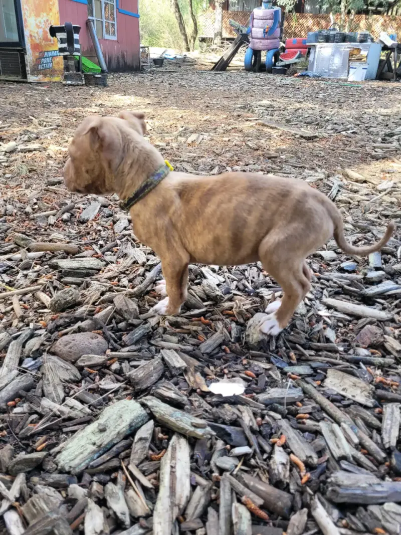 Cachorro Pitbull Terrier marrón atigrado - 3