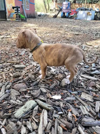 Cachorro Pitbull Terrier marrón atigrado - miniatura 3