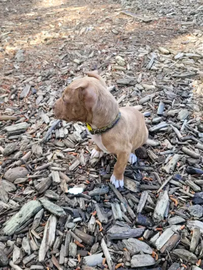 Cachorro Pitbull Terrier marrón atigrado - miniatura 4