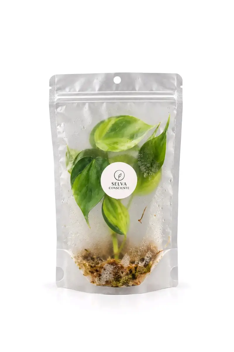 Cordatum Brasil GROWBAG - 1