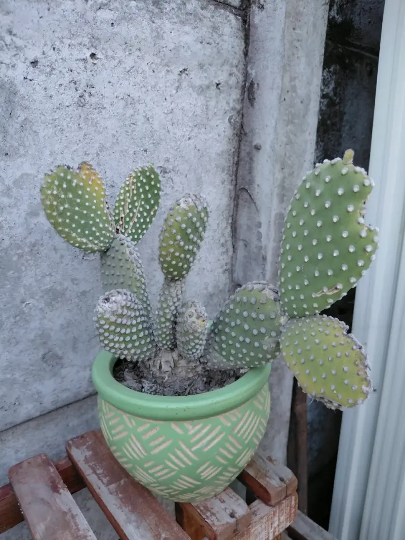 Cactus Opuntia en maceta decorativa
