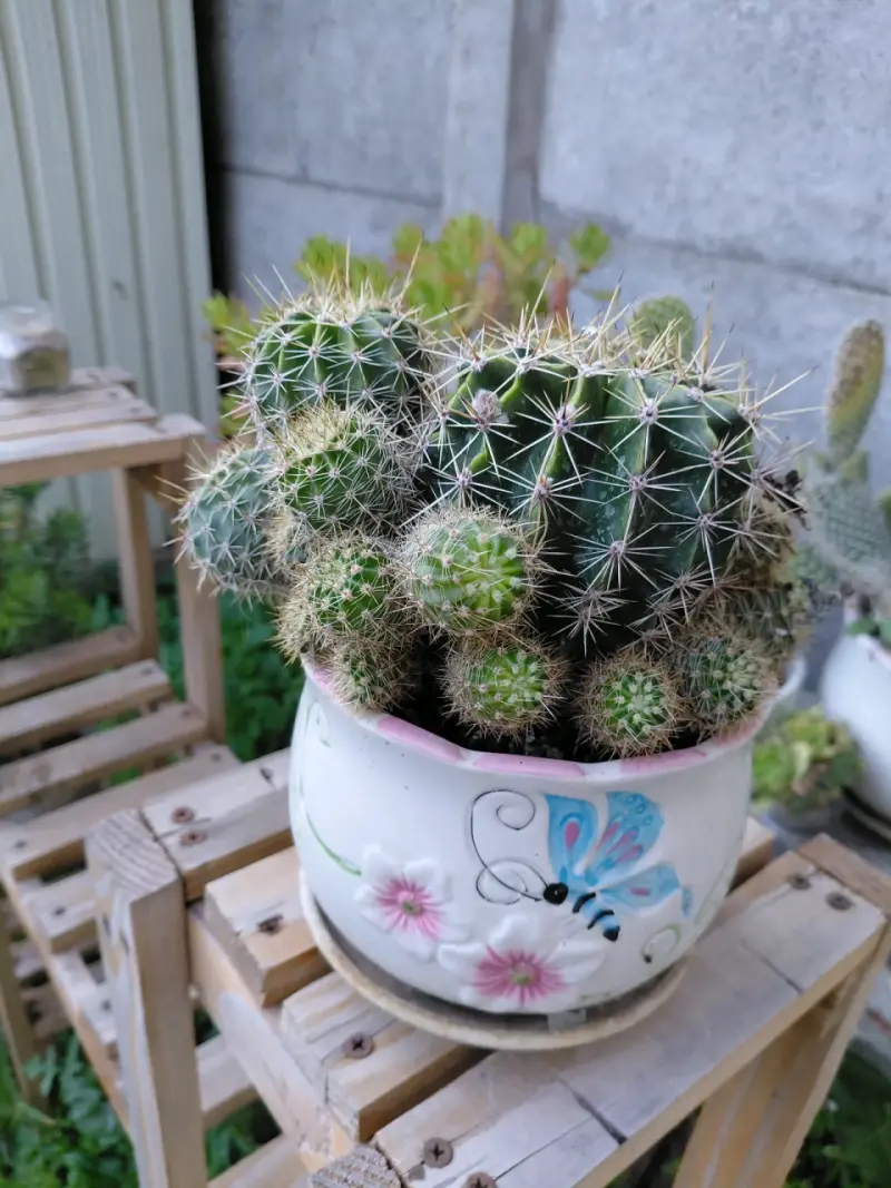 Macetero con cactus decorativo